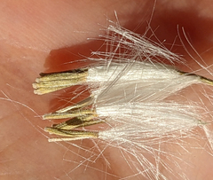 Senecio flaccidus douglasii