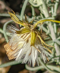 Senecio flaccidus douglasii