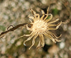 Senecio flaccidus douglasii