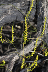 Dioscorea hastifolia