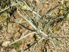 Senecio flaccidus douglasii