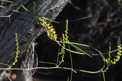 Dioscorea hastifolia