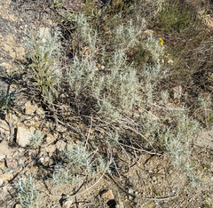 Senecio flaccidus douglasii