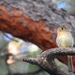 Western Flycatcher (Cordilleran) - Photo (c) Cole Gaerber, some rights reserved (CC BY-NC), uploaded by Cole Gaerber
