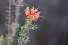 Lambertia inermis inermis