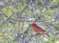 Pyrocephalus rubinus flammeus
