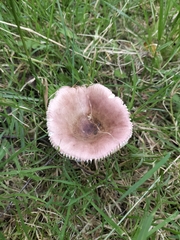 Russula nitida
