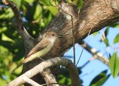 Myiarchus tuberculifer querulus