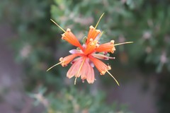 Lambertia inermis inermis
