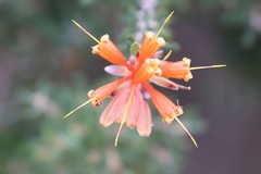 Lambertia inermis inermis