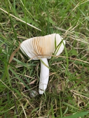 Russula nitida