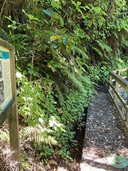 Jovellana sinclairii