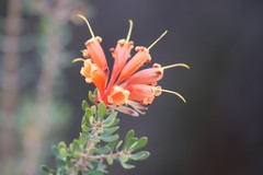 Lambertia inermis inermis