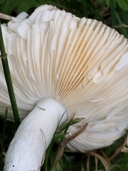 Russula nitida