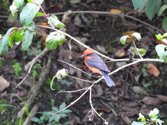 Pyrocephalus rubinus piurae