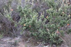 Lambertia inermis inermis