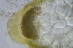 Gracilaria secundata