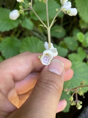 Jovellana sinclairii