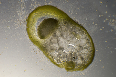 Gracilaria secundata