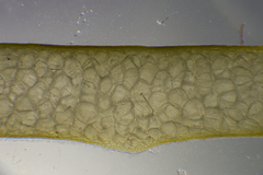 Gracilaria secundata