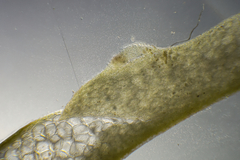 Gracilaria secundata