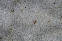 Gracilaria secundata