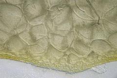 Gracilaria secundata