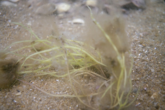 Gracilaria secundata