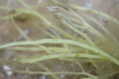 Gracilaria secundata