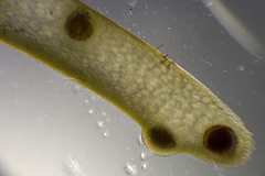 Gracilaria secundata