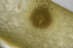 Gracilaria secundata
