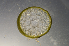 Gracilaria secundata