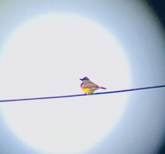 Tyrannus melancholicus satrapa