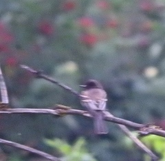 Sayornis nigricans semiater