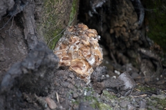 Daleomyces phillipsii