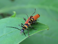 Chauliognathus atricornis
