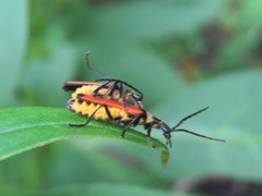 Chauliognathus atricornis