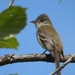 Little Willow Flycatcher - Photo (c) Cole Gaerber, some rights reserved (CC BY-NC), uploaded by Cole Gaerber