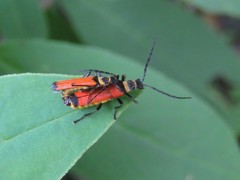 Chauliognathus atricornis