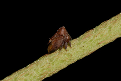 Leioscyta