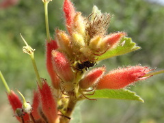 Helicteres sacarolha