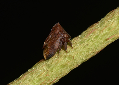 Leioscyta
