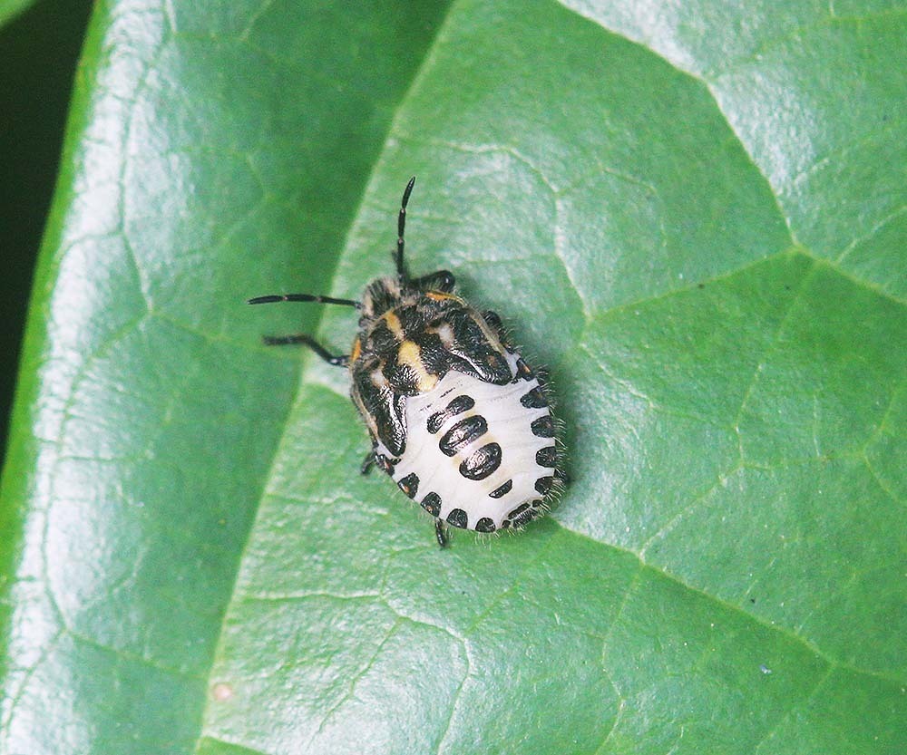 Agonoscelis nubilis from Lipa Noi, Ko Samui District, Surat Thani ...