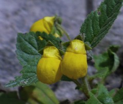 Calceolaria elatior
