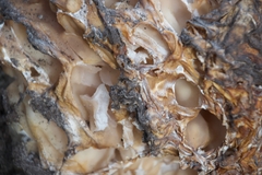 Daleomyces phillipsii