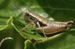 Paraidemona