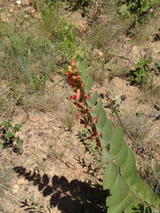 Helicteres sacarolha