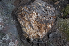 Daleomyces phillipsii