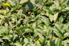 Wollastonia biflora