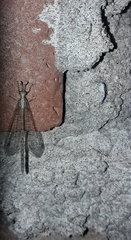Austroleon immitis
